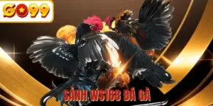 WS168 đá gà - Sảnh chơi quy tụ các chiến kê chuyên nghiệp